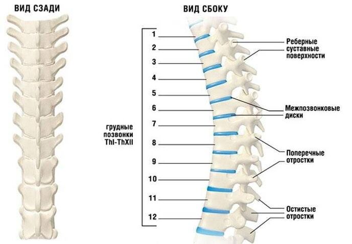 dzemdes kakla osteohondroze